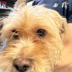 Shelter Stray Female Dog last seen , Philadelphia, PA 19140