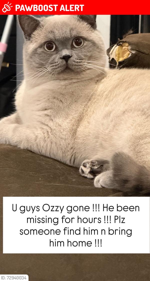 Lost Male Cat last seen Dehesa Valley, San Diego County, CA 92019