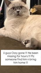Lost Male Cat last seen Dehesa Valley, San Diego County, CA 92019