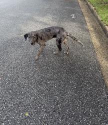 Found/Stray Male Dog last seen Carrick rd and Ft Scott dr , Prichard, AL 36613