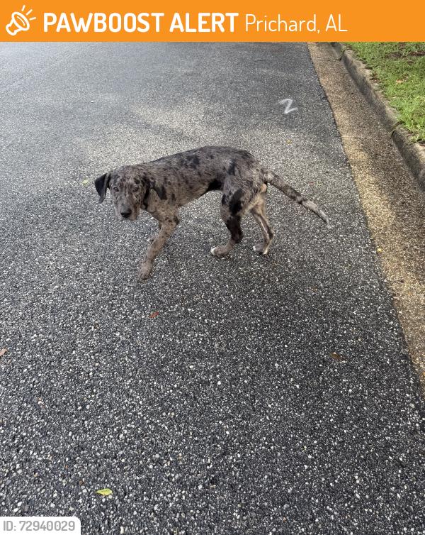 Found/Stray Male Dog last seen Carrick rd and Ft Scott dr , Prichard, AL 36613