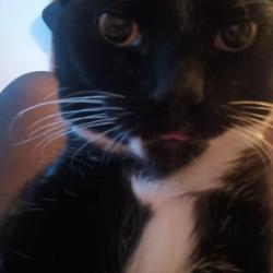 Reunited Male Cat last seen Near lines street troop , Throop, PA 18512