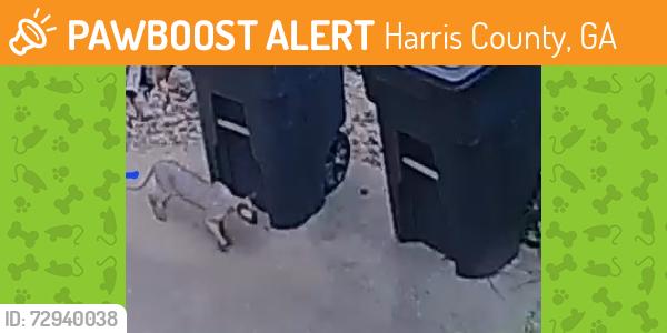 Found/Stray Unknown Cat last seen End of Cul de sac, Harris County, GA 31808