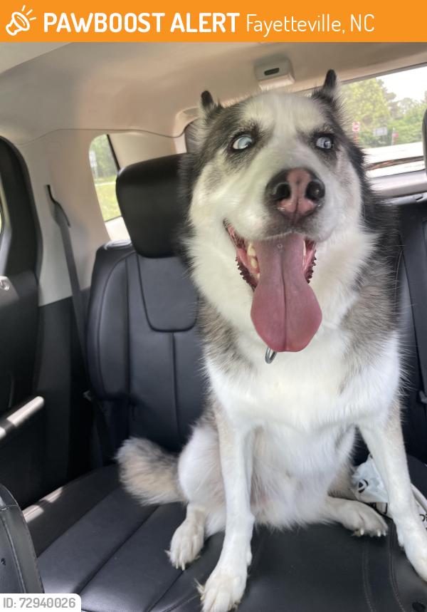 Found/Stray Male Dog last seen Claude Lee Rd and I95, Fayetteville, NC 28306