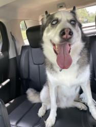 Found/Stray Male Dog last seen Claude Lee Rd and I95, Fayetteville, NC 28306