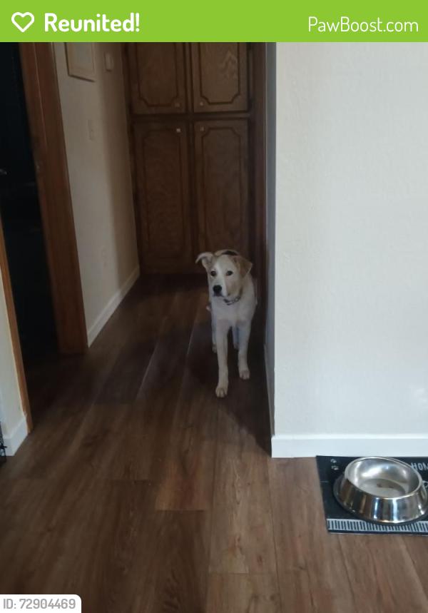 Reunited Male Dog last seen 119th and Western near Soda Pops, Oklahoma City, OK 73170