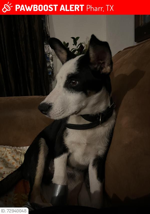 Lost Female Dog last seen Gardenia and Aventura , Pharr, TX 78577