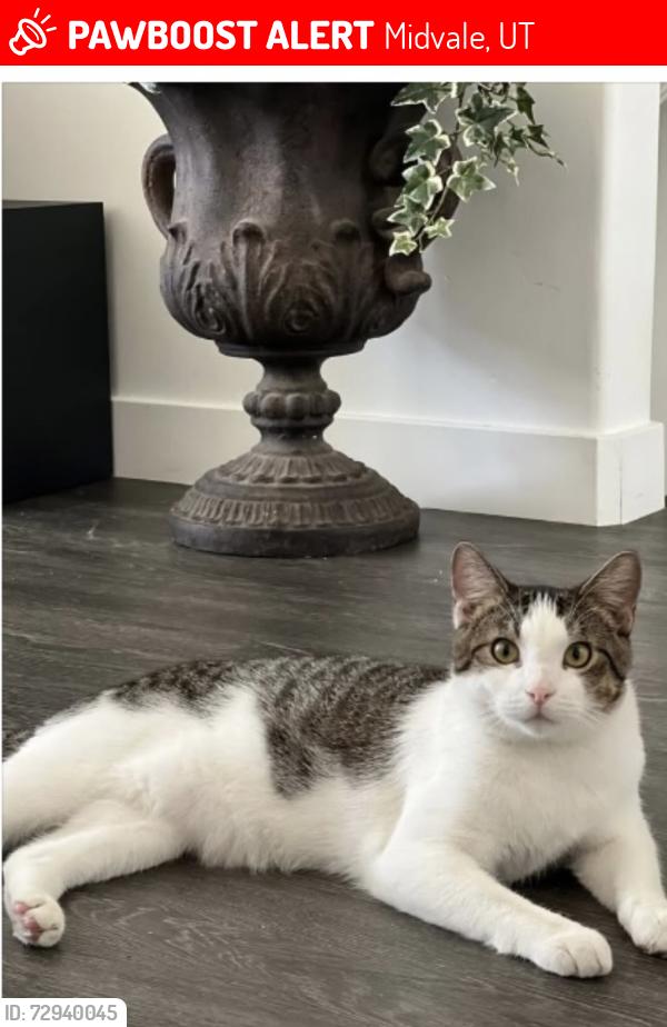 Lost Male Cat last seen Parcview apmts 7800 S Bingham junction blvd, Midvale, UT 84047