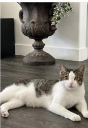 Lost Male Cat last seen Parcview apmts 7800 S Bingham junction blvd, Midvale, UT 84047