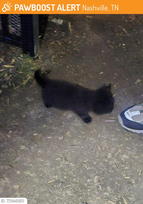 Found/Stray Unknown Cat last seen Waterleaf Apartements, Nashville, TN 37013