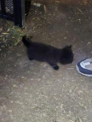 Found/Stray Unknown Cat last seen Waterleaf Apartements , Nashville, TN 37013