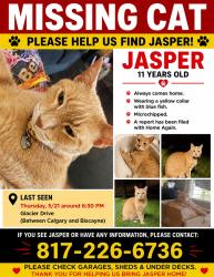 Lost Male Cat last seen South Glacier Drive at Calgary, Sherman, TX 75092