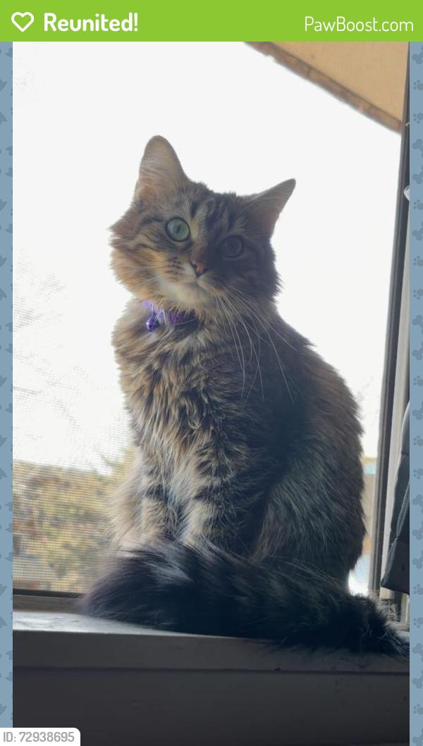 Reunited Female Cat last seen 13th and west , Wichita, KS 67212