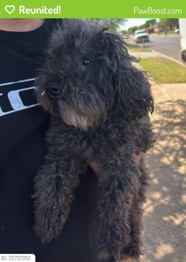 Reunited Male Dog last seen 110th and university , Lubbock, TX 79401