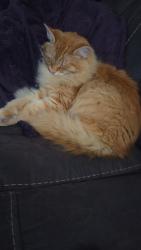 Reunited Male Cat last seen Lansing Ave W, Bremerton, WA 98312, USA, Bremerton, WA 98312