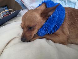 Lost Male Dog last seen Near Wellington St , York, PA 17403
