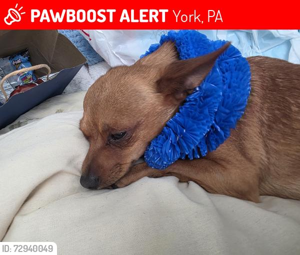 Lost Male Dog last seen Near Wellington St , York, PA 17403