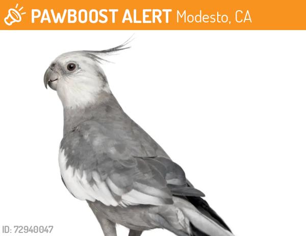 Found/Stray Unknown Bird last seen Eisenhut park, Modesto, CA 95350