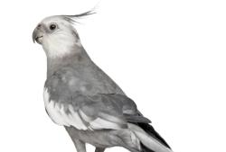 Found/Stray Unknown Bird last seen Eisenhut park, Modesto, CA 95350