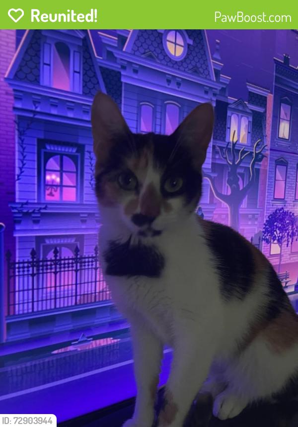 Reunited Female Cat last seen Hart street, New Britain, CT 06052