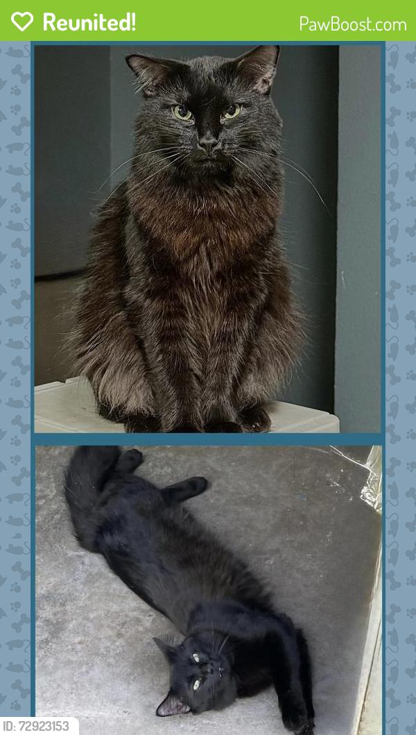 Reunited Male Cat last seen South Hills Ave/ Bluebonnet Circle Fort worth 76109, Fort Worth, TX 76109