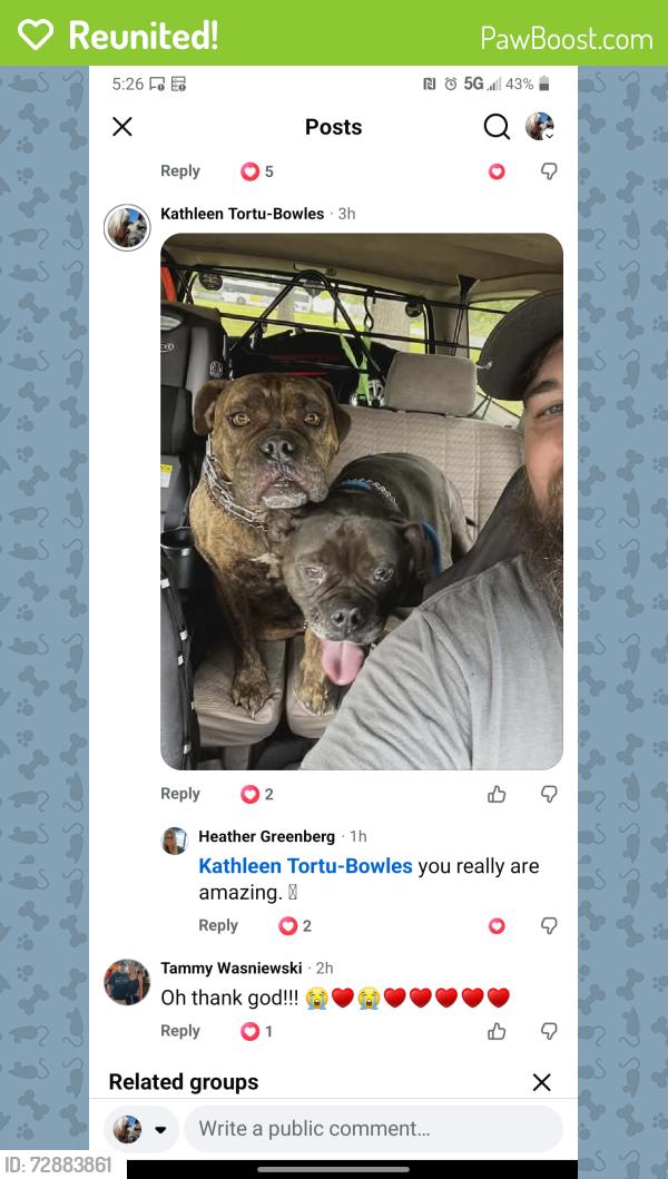 Reunited Female Dog last seen N Hunterdon Avenue, Mount Holly NJ 08060, Hainesport, NJ 08060