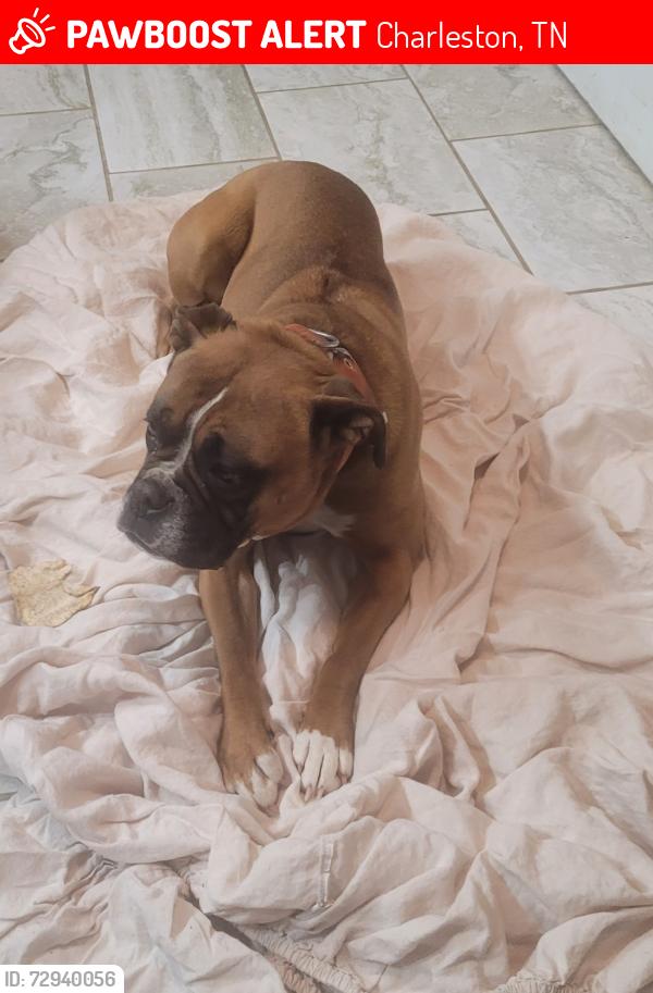 Lost Female Dog last seen Upper River Road, Charleston, TN 37310
