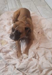 Lost Female Dog last seen Upper River Road, Charleston, TN 37310