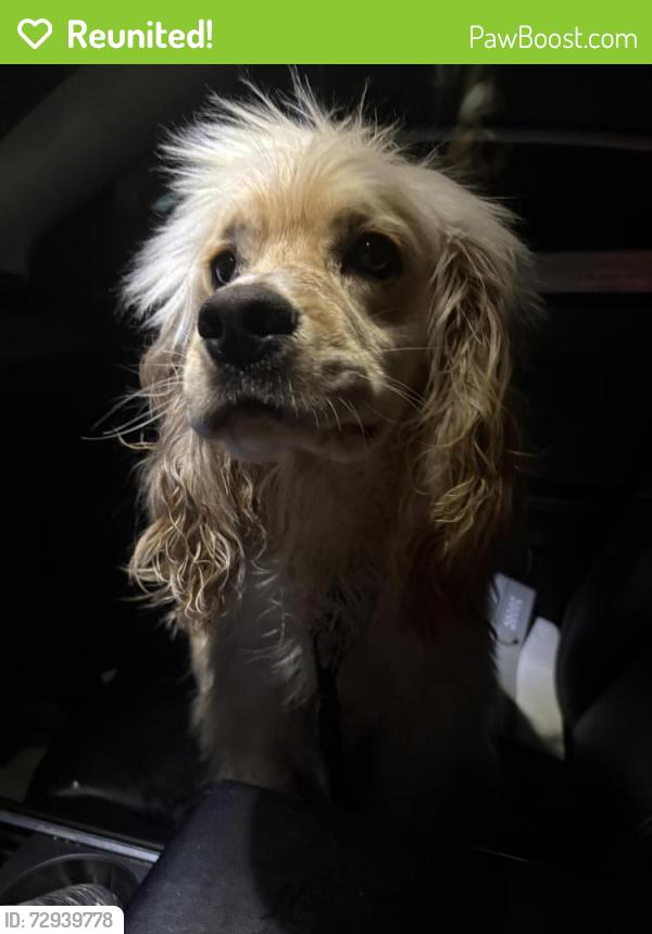 Reunited Male Dog last seen Van Buren , Riverside, CA 92504
