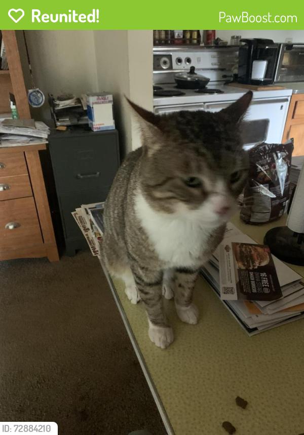 Reunited Male Cat last seen Ewald Liberty se , Salem, OR 97302