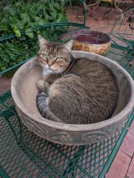 Lost Male Cat last seen French normandy village , Coral Gables, FL 33134