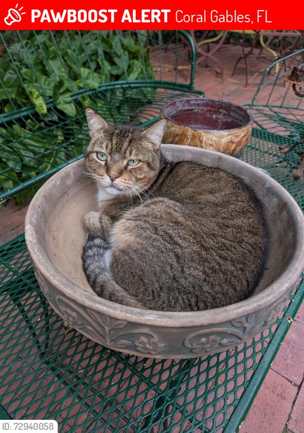 Lost Male Cat last seen French normandy village , Coral Gables, FL 33134