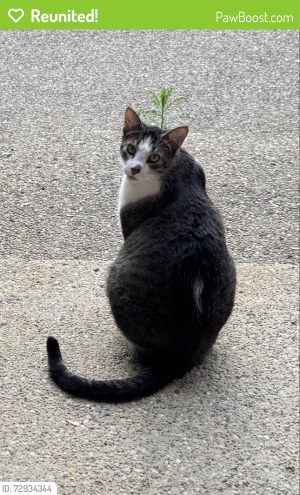 Reunited Male Cat last seen On spruce rdge between marr and clyde, Howell, MI 48855