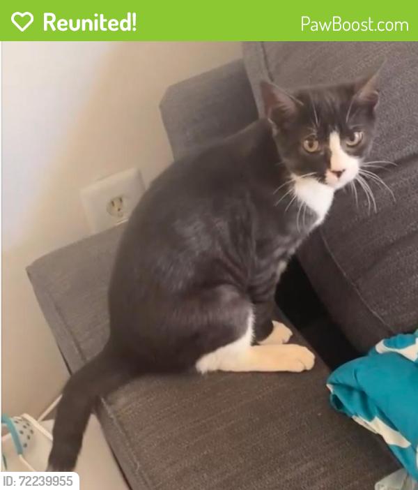 Reunited Male Cat last seen Irongate , Manassas, VA 20109