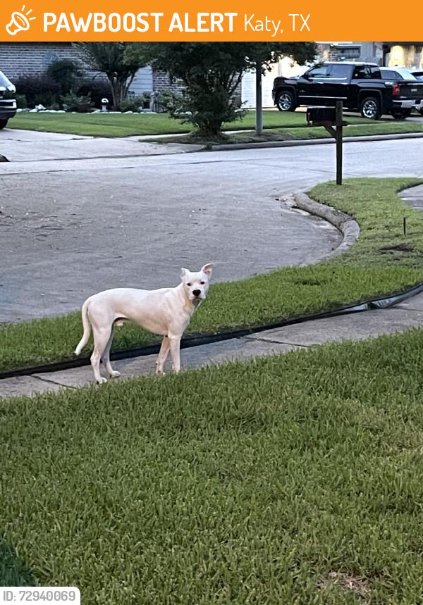 Found/Stray Male Dog last seen Fry road, Katy, TX 77493