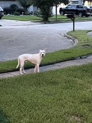 Found/Stray Male Dog last seen Fry road, Katy, TX 77493