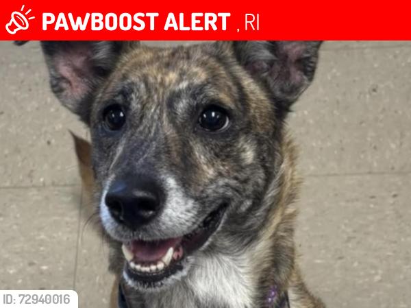 Lost Female Dog last seen Smith St & Mineral Spring Ave, North Kingstown, RI 02852