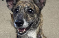 Lost Female Dog last seen Smith St & Mineral Spring Ave, North Kingstown, RI 02852