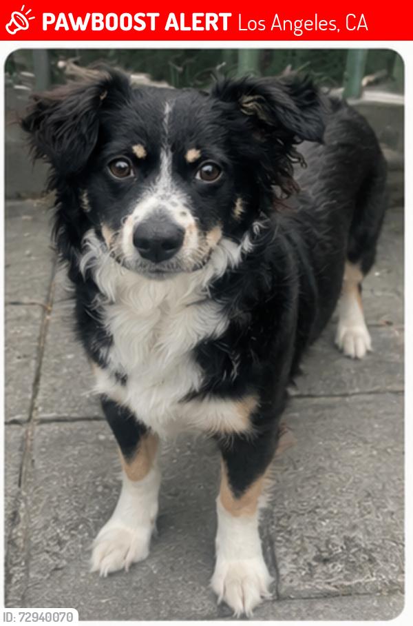 Lost Male Dog last seen Near W 48th St Los Angeles, CA  90037 United States, Los Angeles, CA 90037