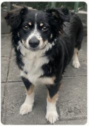 Lost Male Dog last seen Near W 48th St Los Angeles, CA  90037 United States, Los Angeles, CA 90037