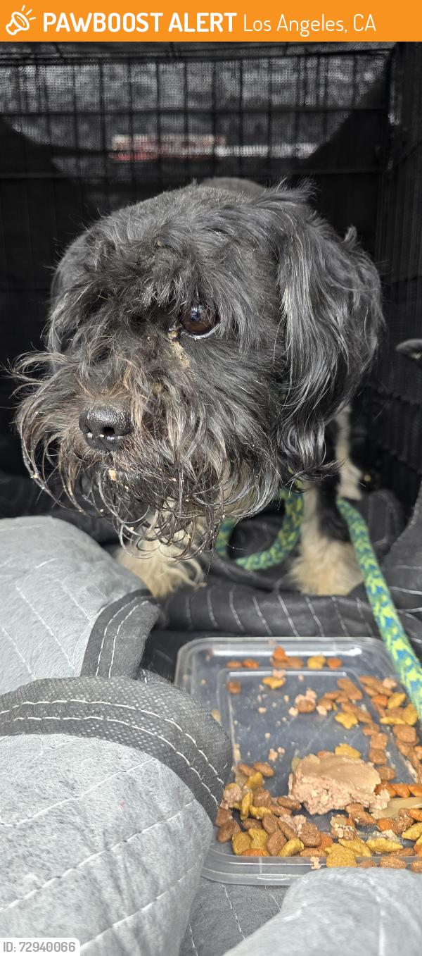 Found/Stray Male Dog last seen Olive view dr, Los Angeles, CA 91342