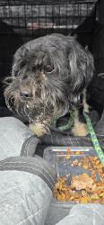 Found/Stray Male Dog last seen Olive view dr, Los Angeles, CA 91342