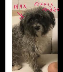 Lost Male Dog last seen Perris, Perris, CA 92572