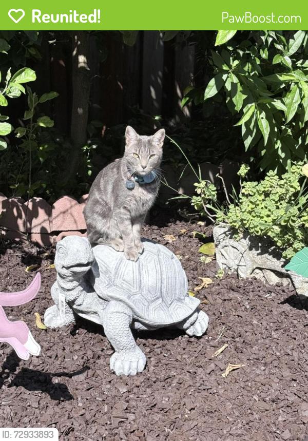 Reunited Male Cat last seen Gushue St, Hayward, CA 94544, USA, Hayward, CA 94544