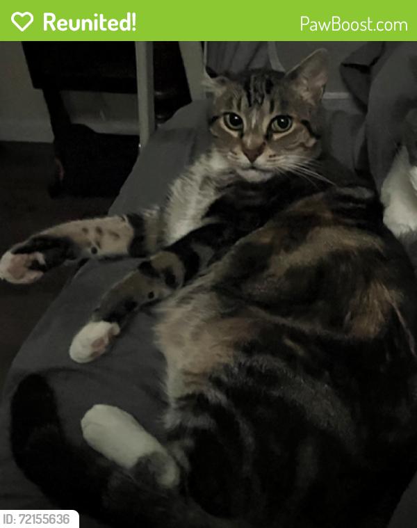 Reunited Male Cat last seen Fassett & Robbins, Algonac, MI 48001