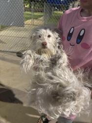 Found/Stray Male Dog last seen Clark Park, Tempe, AZ 85281