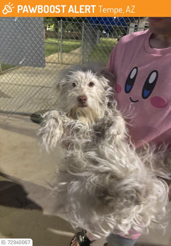Found/Stray Male Dog last seen Clark Park, Tempe, AZ 85281