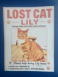Lost Female Cat last seen Rushville St., La Jolla, San Diego, CA 92037