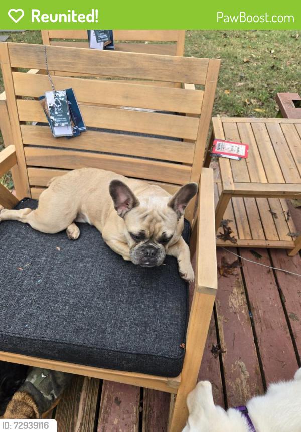 Reunited Female Dog last seen 10498-10488 S Luther Rd, Newalla, OK 74857, Oklahoma City, OK 74857
