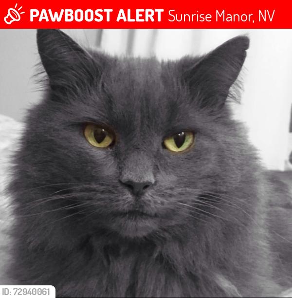 Lost Female Cat last seen Bonanza & Hollywood, Sunrise Manor, NV 89110